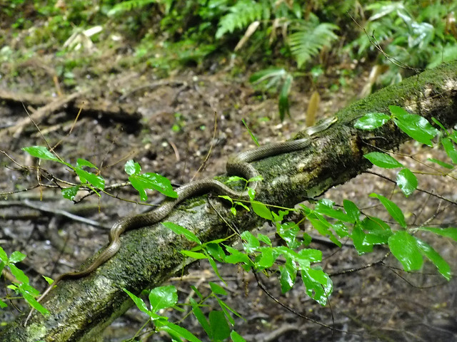 別の木ではヘビも見つかった．産卵のために集まるカエルを狙っていることを聞いた．