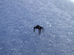 雪の上のクモ