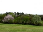桜とコブシと若葉色。（2017.5.5）
