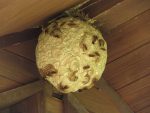 【おしらせ】スズメバチの巣にご注意ください（屋外女子トイレ）