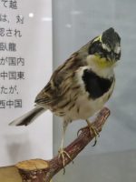 町の鳥選挙 候補鳥No.1 「ミヤマホオジロ」