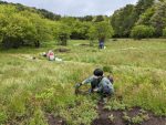 【おしらせ】オオハンゴンソウの駆除活動中止について（2024.5.10）