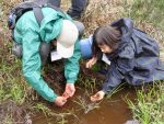 【中止】霧ヶ谷湿原で止水性小型サンショウウオを観察しよう（2021.4.29.開催）