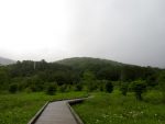 雨の霧ヶ谷湿原と、大仙神社のササユリと（2021.6.14）