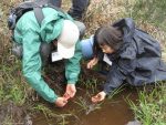 【イベント案内】霧ヶ谷湿原で小型サンショウウオを観察しよう（2022.4.29.開催）