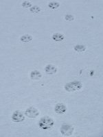足跡と雪のせどやま（2021.1.13）